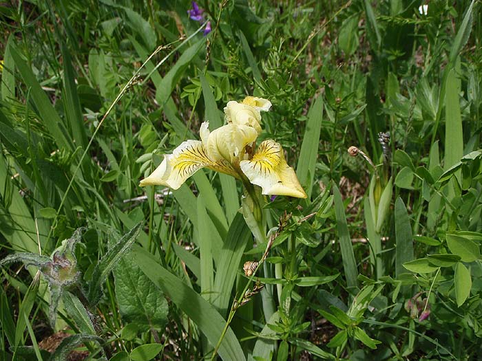 Цветы на Чакырском перевале