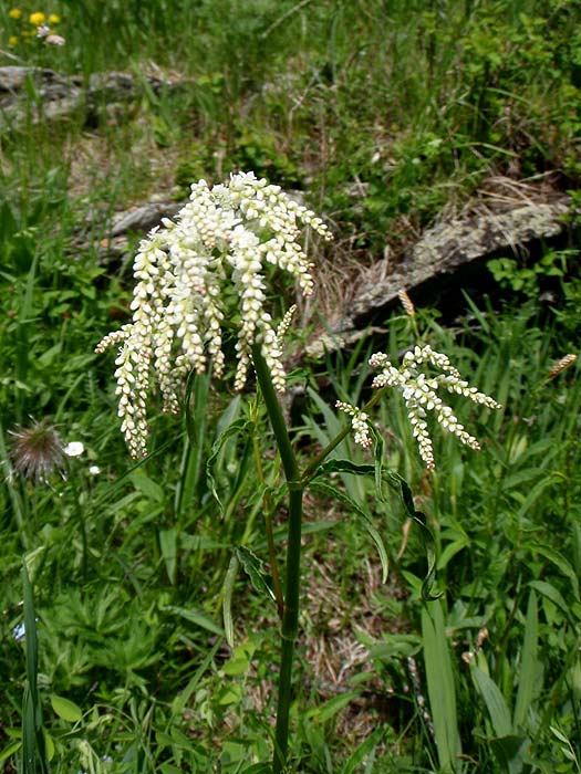 Цветы на Чакырском перевале