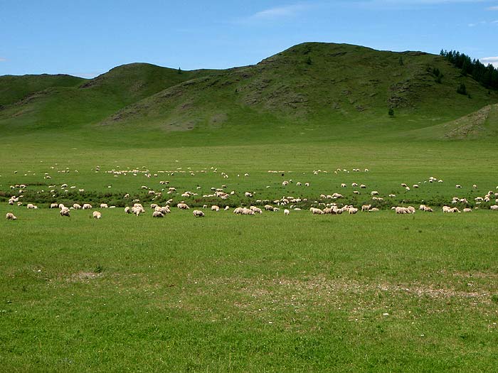 Барашки в долине