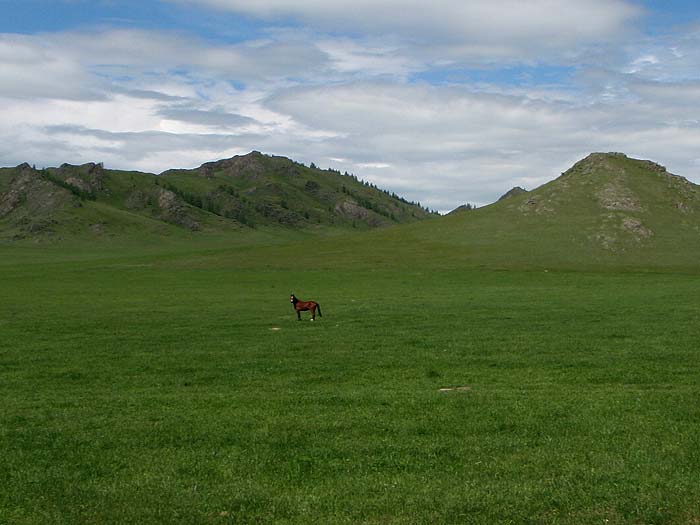 Гордый скакун