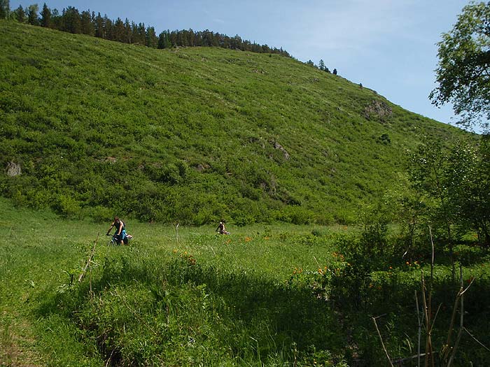 Заросшая дорога