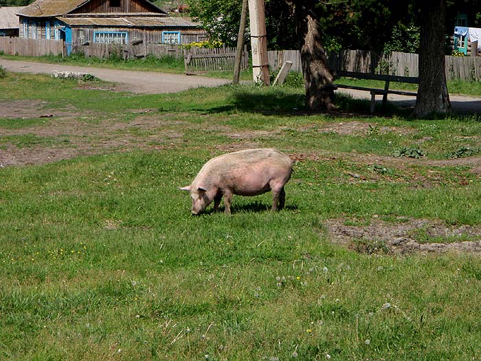 Хрюшка в Березовке