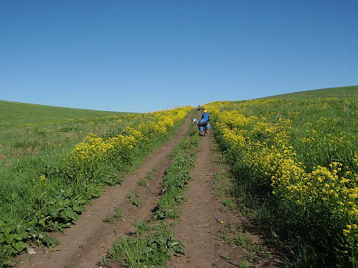 «Золотая дорожка»