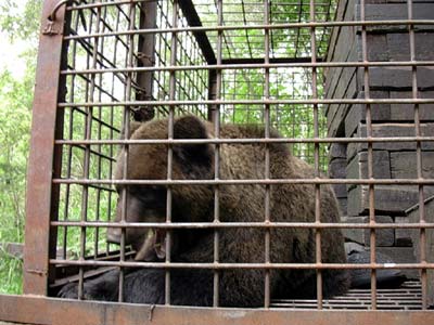 Медведь в клетке